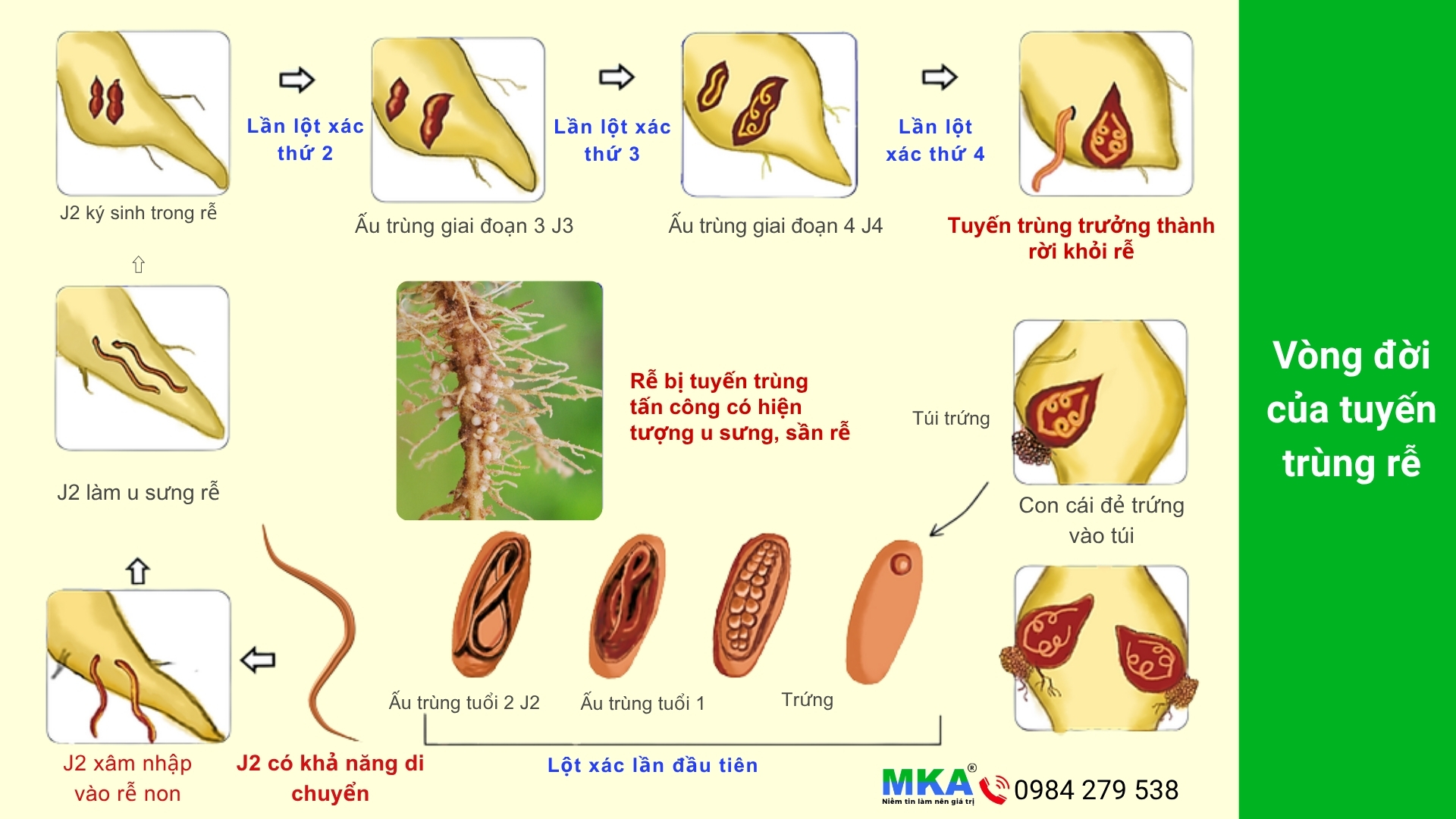 Vòng đời của tuyến trùng rễ